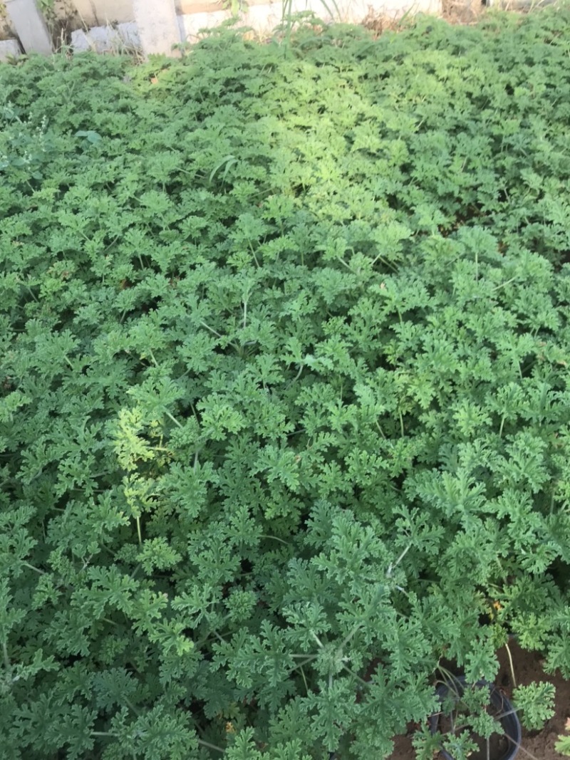 驱蚊草，绿化用驱蚊草，基地货源充足，质量优