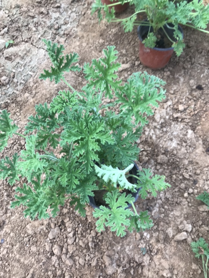 驱蚊草，绿化用驱蚊草，基地货源充足，质量优