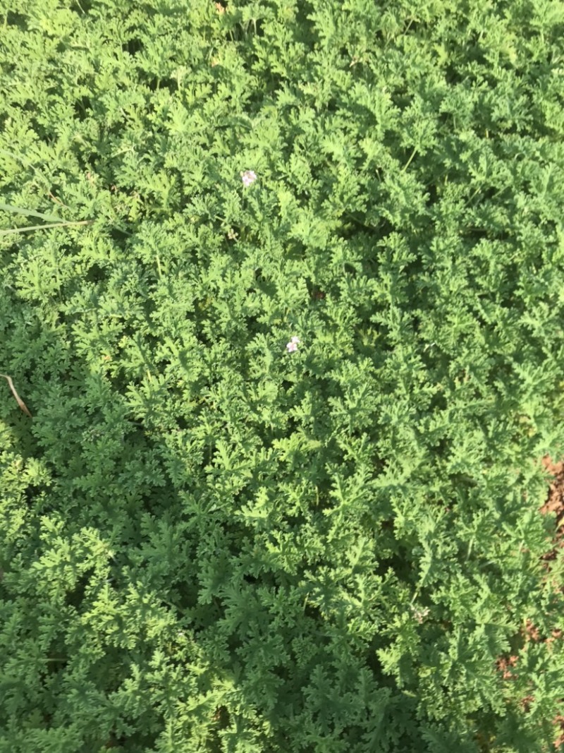 驱蚊草，绿化用驱蚊草，基地货源充足，质量优