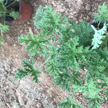 驱蚊草，绿化用驱蚊草，基地货源充足，质量优