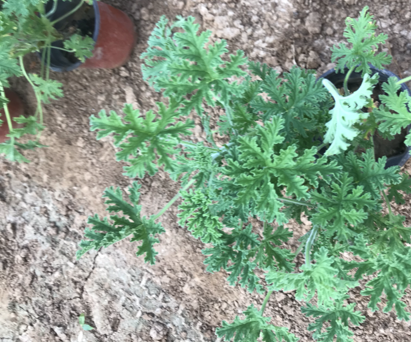 驱蚊草，绿化用驱蚊草，基地货源充足，质量优