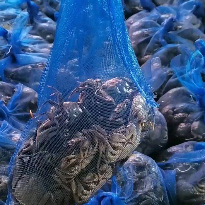 盘锦河蟹稻田蟹大闸蟹各种规格质优价廉品质保证量大优