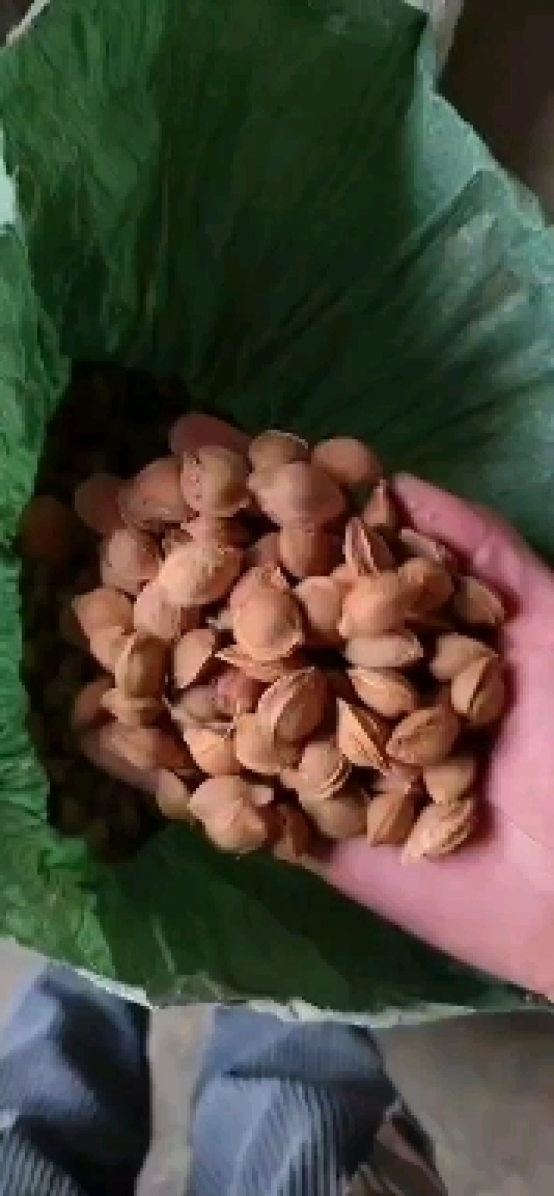 杏核通货