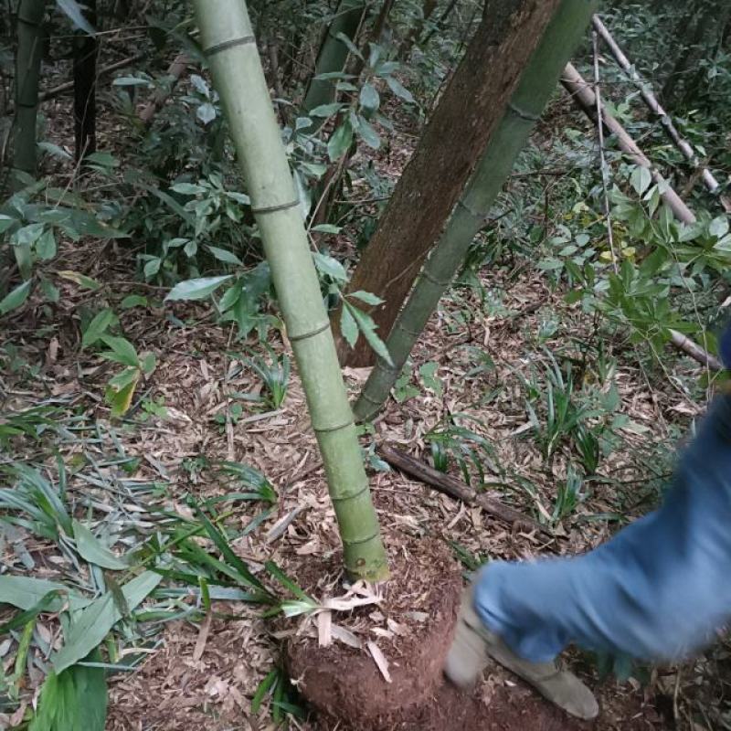 斑竹苗，带土球优质移栽苗发货，成活率高欢迎现场考察。