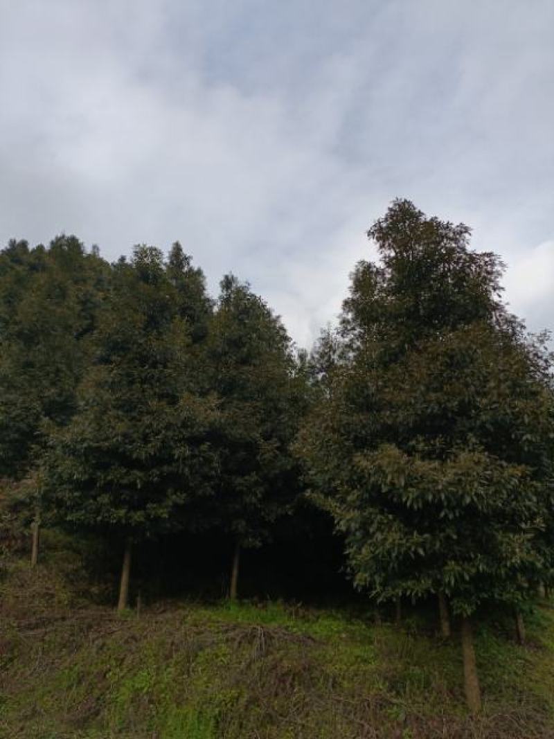细叶桢楠，带土球优质移栽苗发货，成活率高欢迎现场考察。