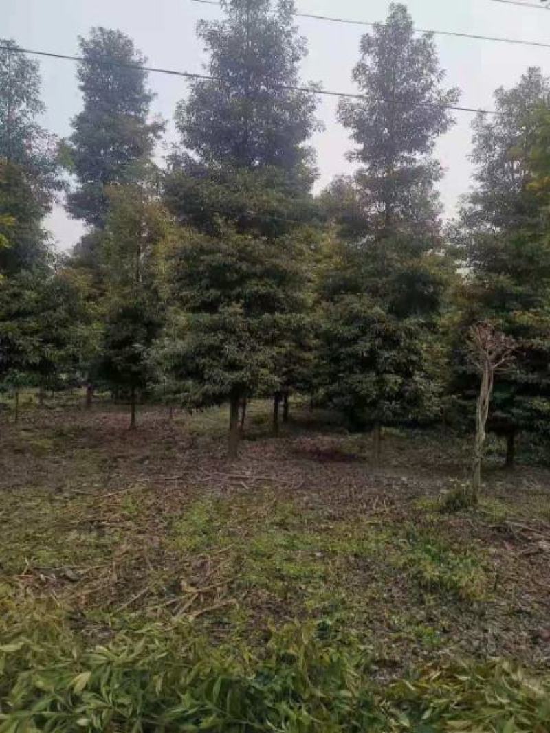 细叶桢楠，带土球优质移栽苗发货，成活率高欢迎现场考察。