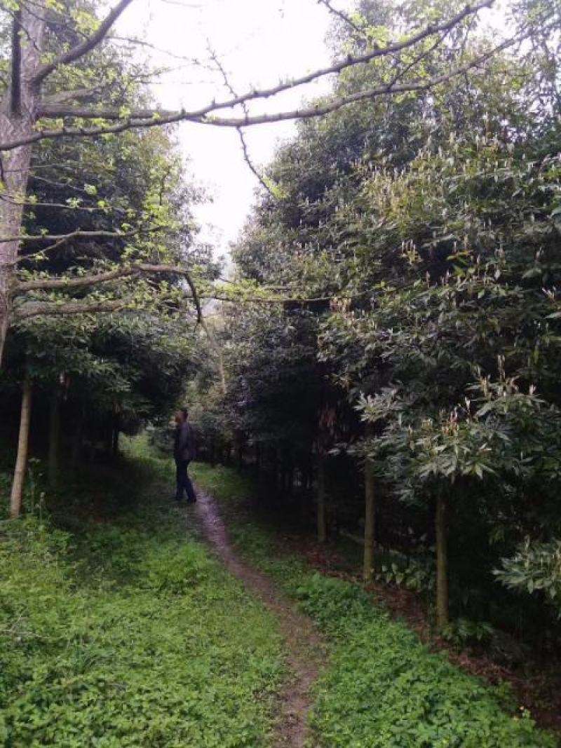细叶桢楠，带土球优质移栽苗发货，成活率高欢迎现场考察。