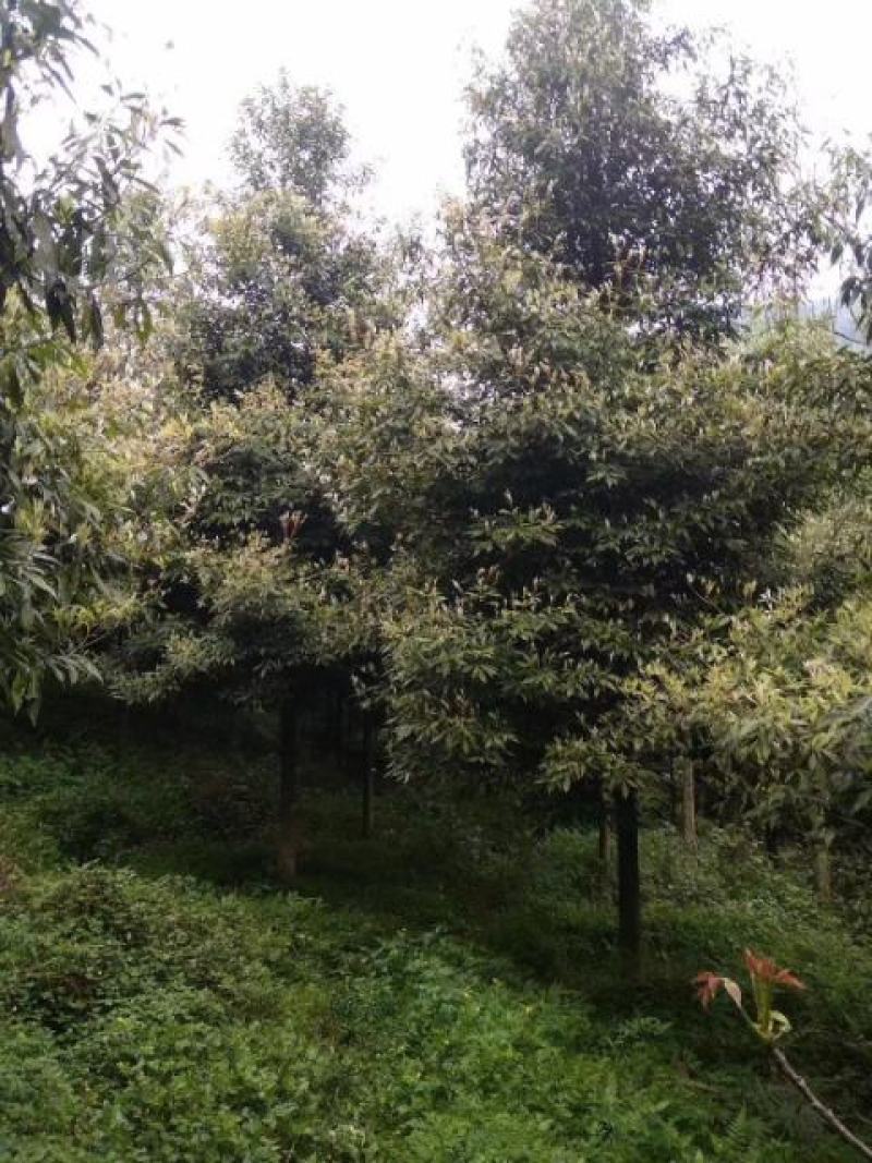 细叶桢楠，带土球优质移栽苗发货，成活率高欢迎现场考察。