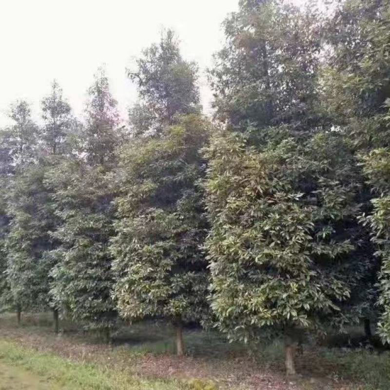 细叶桢楠，带土球优质移栽苗发货，成活率高欢迎现场考察。