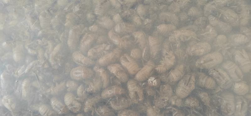蝉蜕通货落地货无小壳