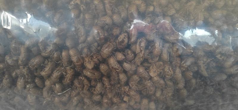 蝉蜕通货落地货无小壳