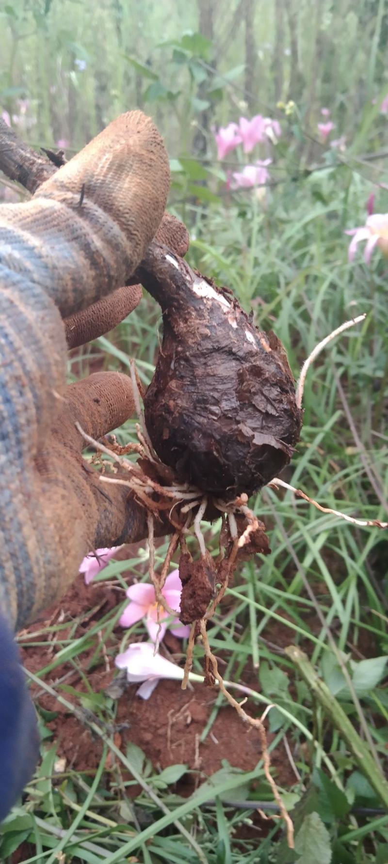 风雨花、风雨兰、韭兰、韭莲、不死草。下单现挖，量大从优。