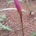 风雨花、风雨兰、韭兰、韭莲、不死草。下单现挖，量大从优。