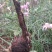 风雨花、风雨兰、韭兰、韭莲、不死草。下单现挖，量大从优。