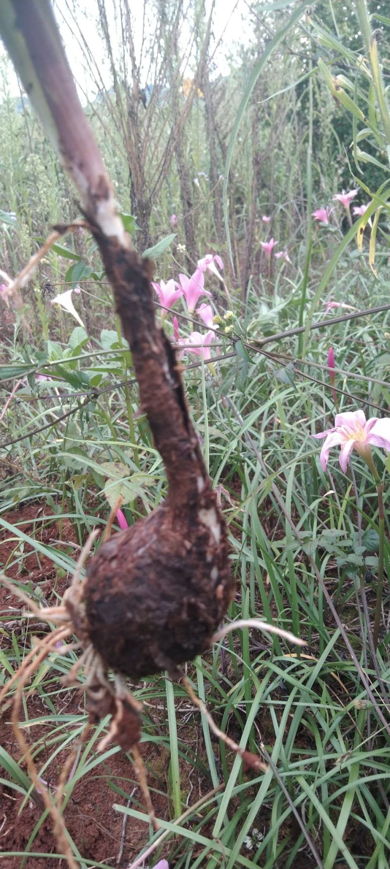 风雨花、风雨兰、韭兰、韭莲、不死草。下单现挖，量大从优。