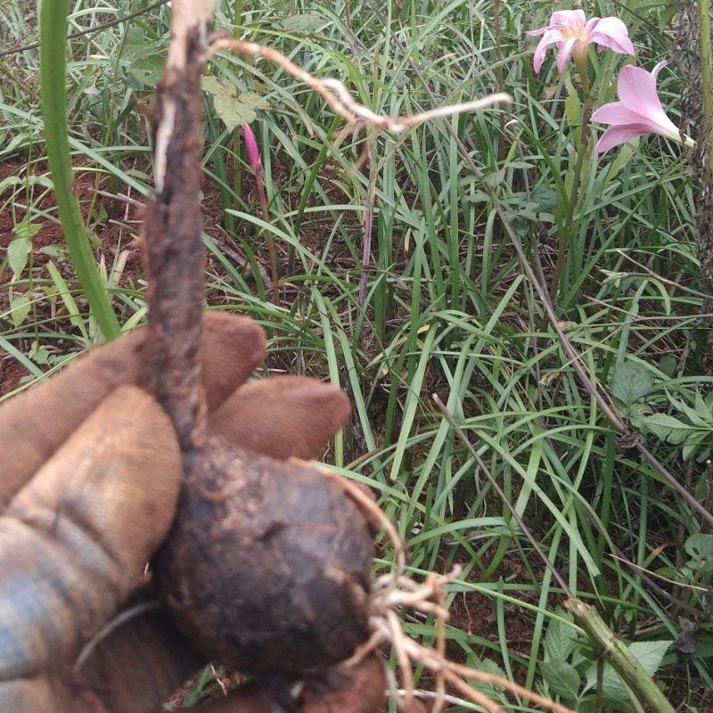 风雨花、风雨兰、韭兰、韭莲、不死草。下单现挖，量大从优。