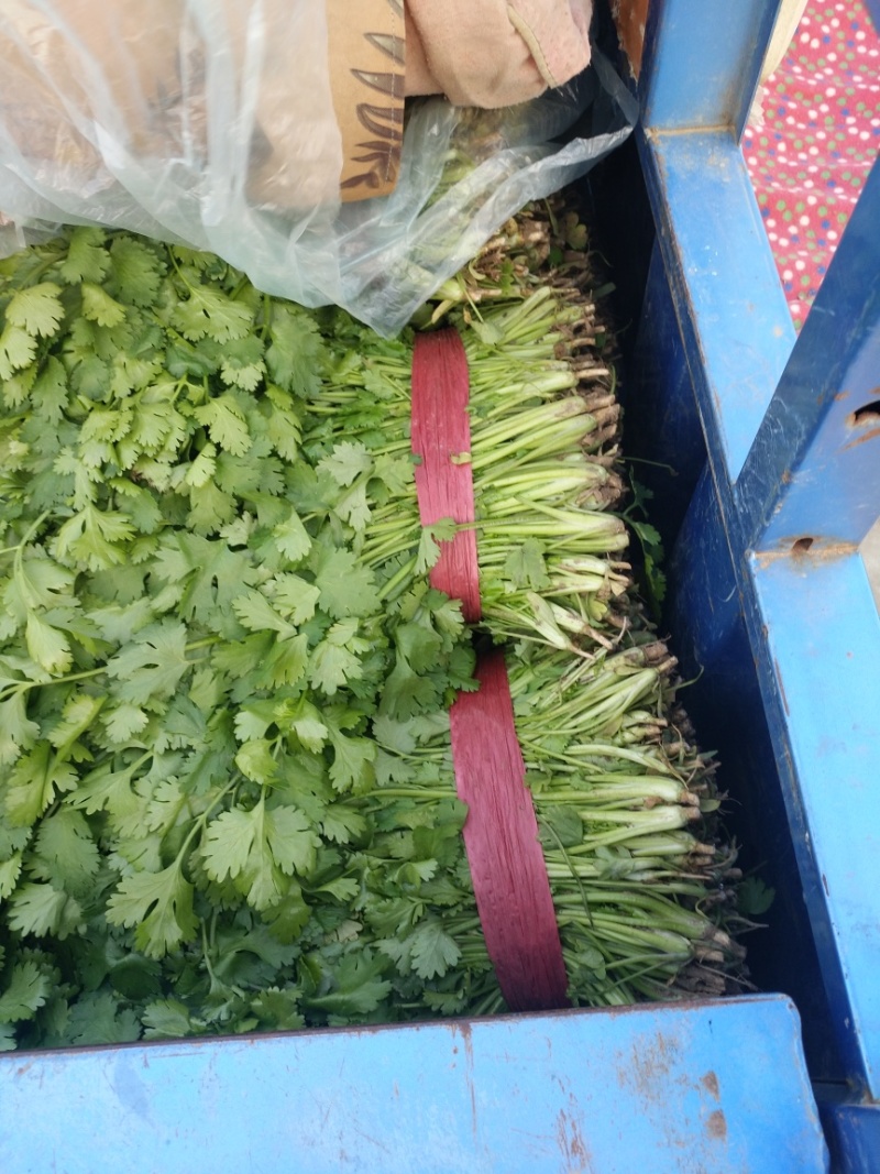 【香菜】河北昌黎大叶香菜25~30厘米以上