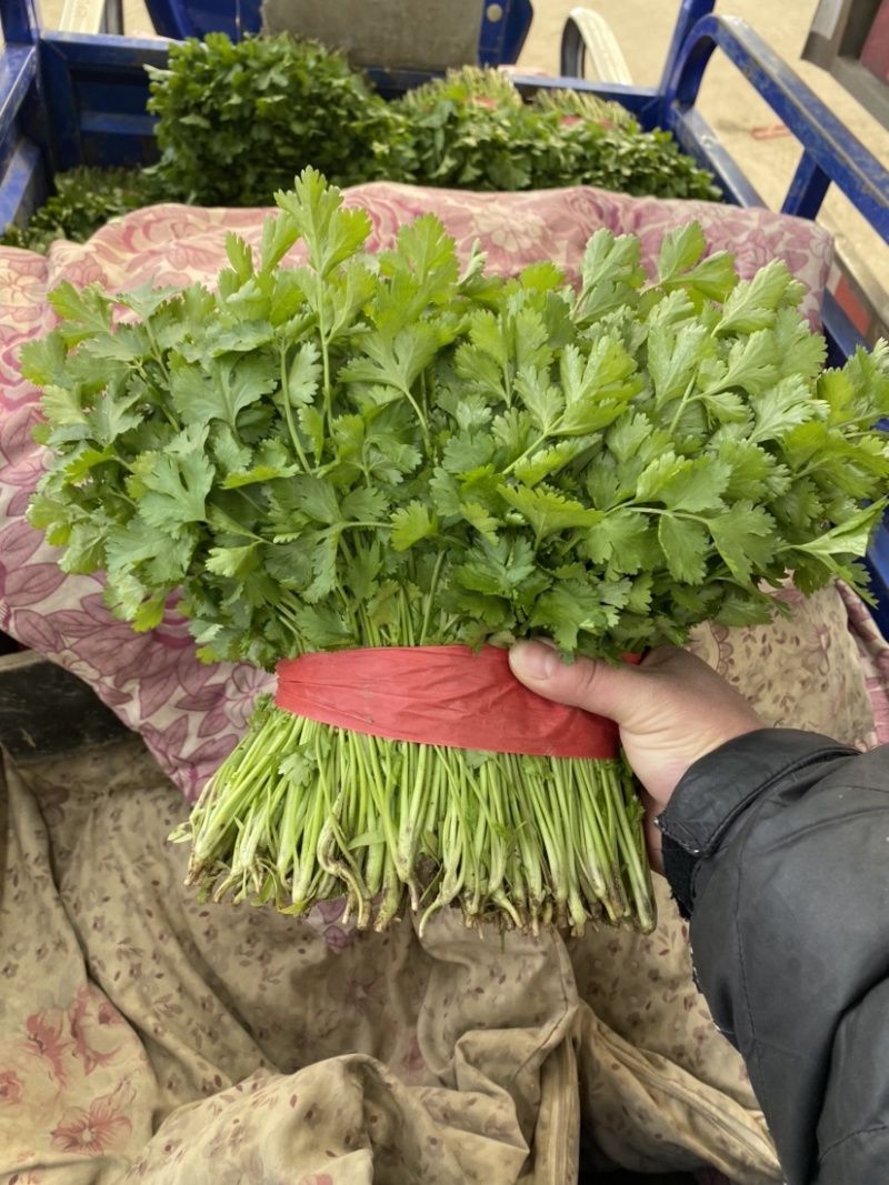 【香菜】河北昌黎大叶香菜25~30厘米以上