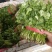 【香菜】河北昌黎大叶香菜25~30厘米以上