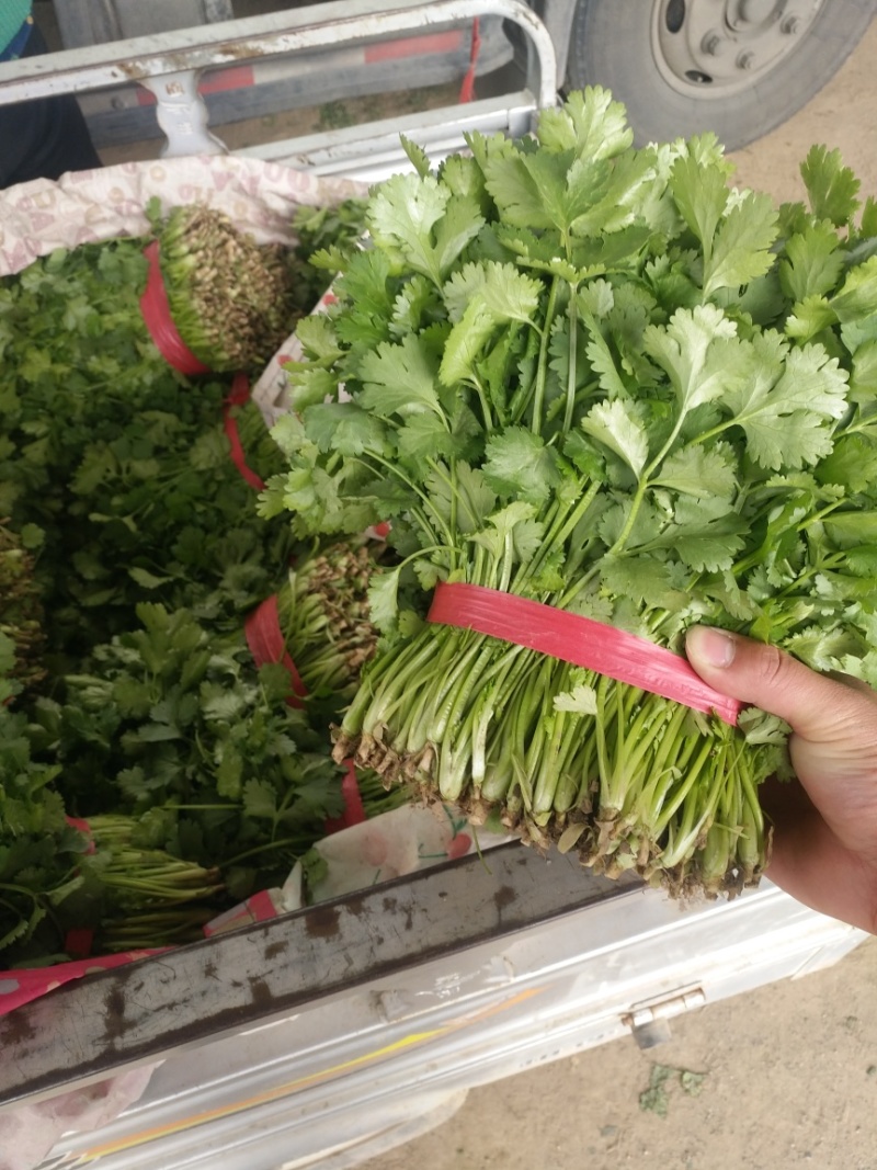 【香菜】河北昌黎大叶香菜25~30厘米以上