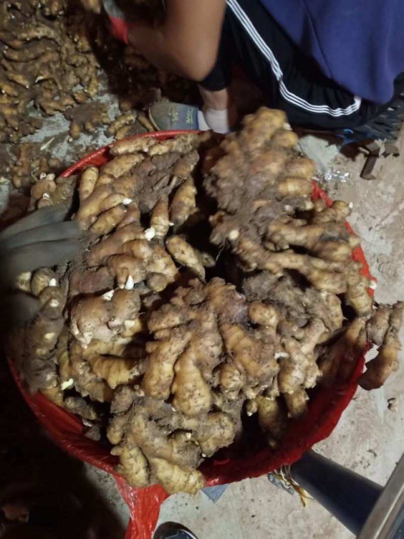 云南小黄姜产地批发坏烂包赔沙土姜水洗姜风干姜品类多