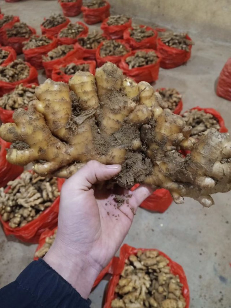 云南小黄姜产地批发坏烂包赔沙土姜水洗姜风干姜品类多