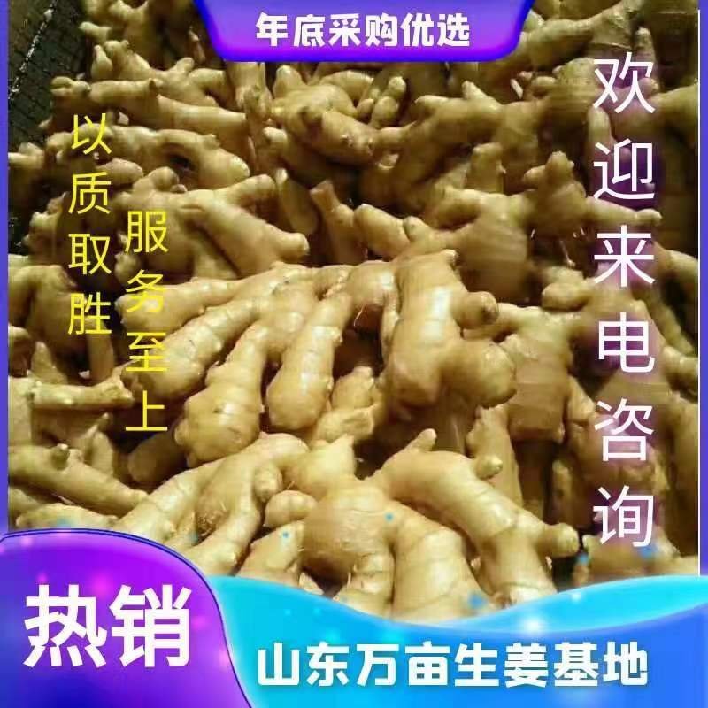 云南小黄姜产地批发坏烂包赔沙土姜水洗姜风干姜品类多