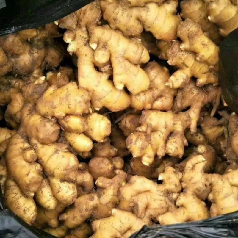 云南小黄姜产地批发坏烂包赔沙土姜水洗姜风干姜品类多