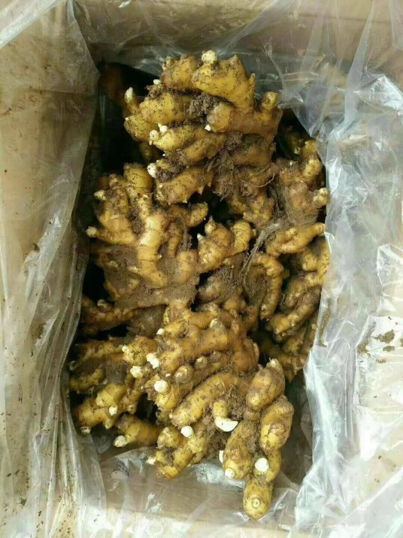 云南小黄姜产地批发坏烂包赔沙土姜水洗姜风干姜品类多