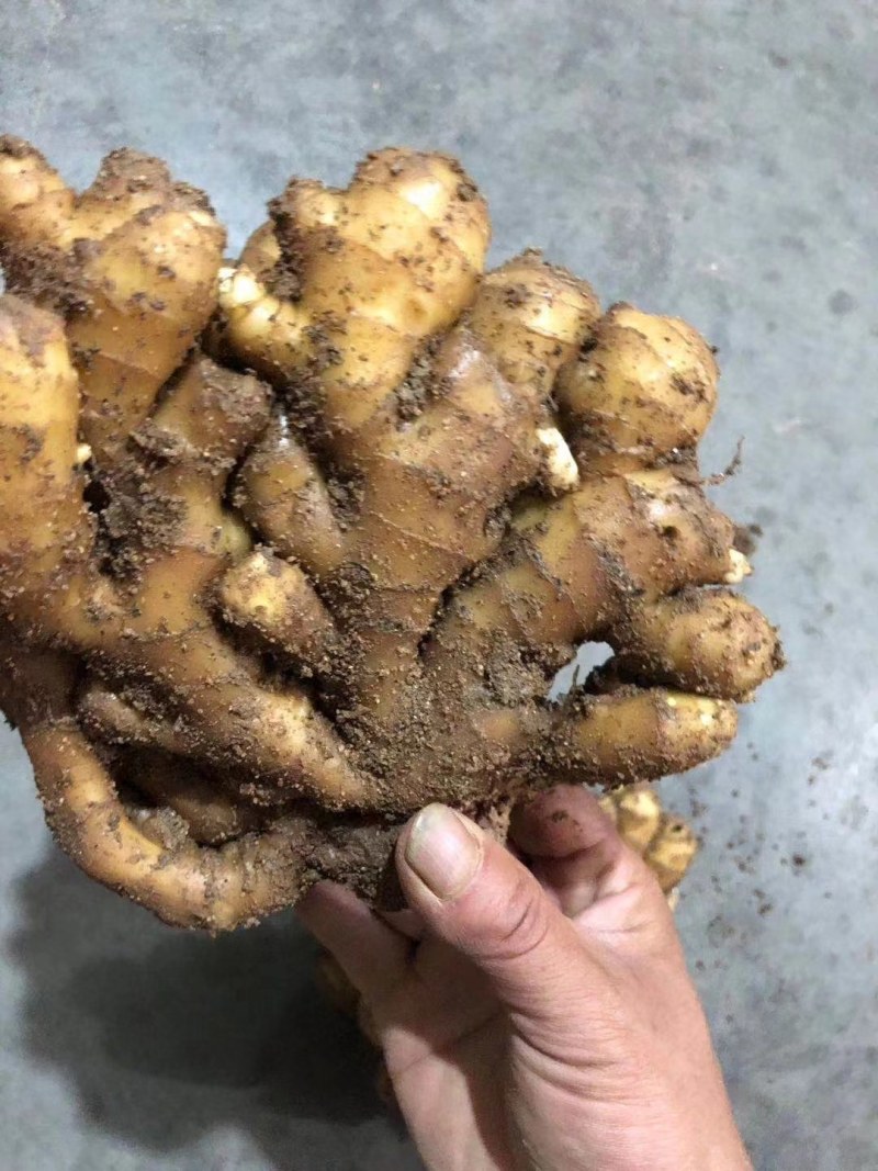 云南小黄姜产地批发坏烂包赔沙土姜水洗姜风干姜品类多