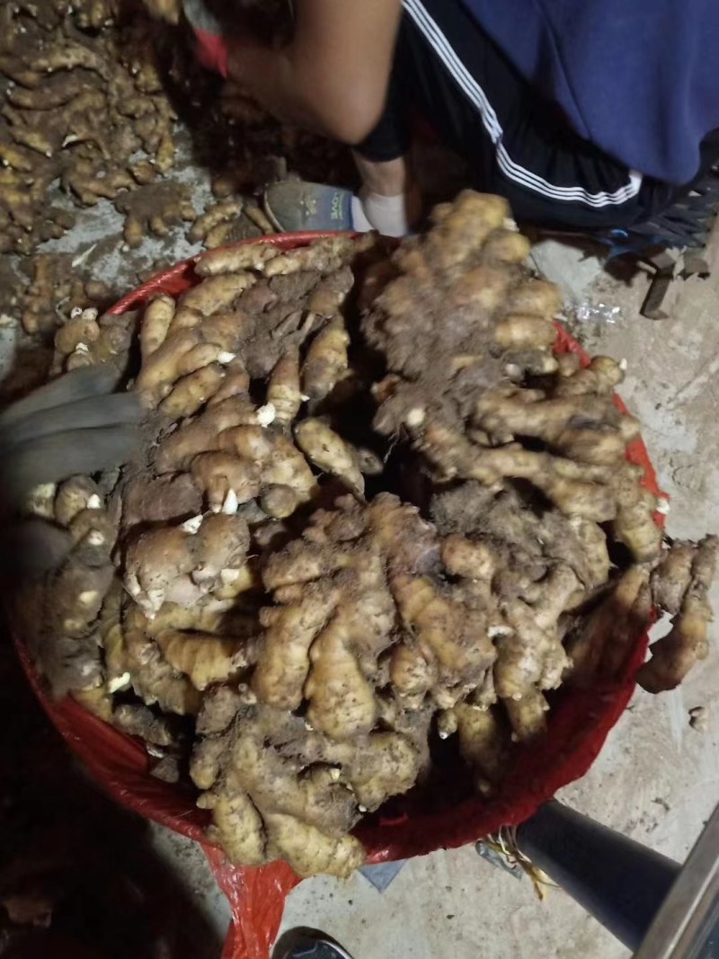 云南小黄姜产地批发坏烂包赔沙土姜水洗姜风干姜品类多
