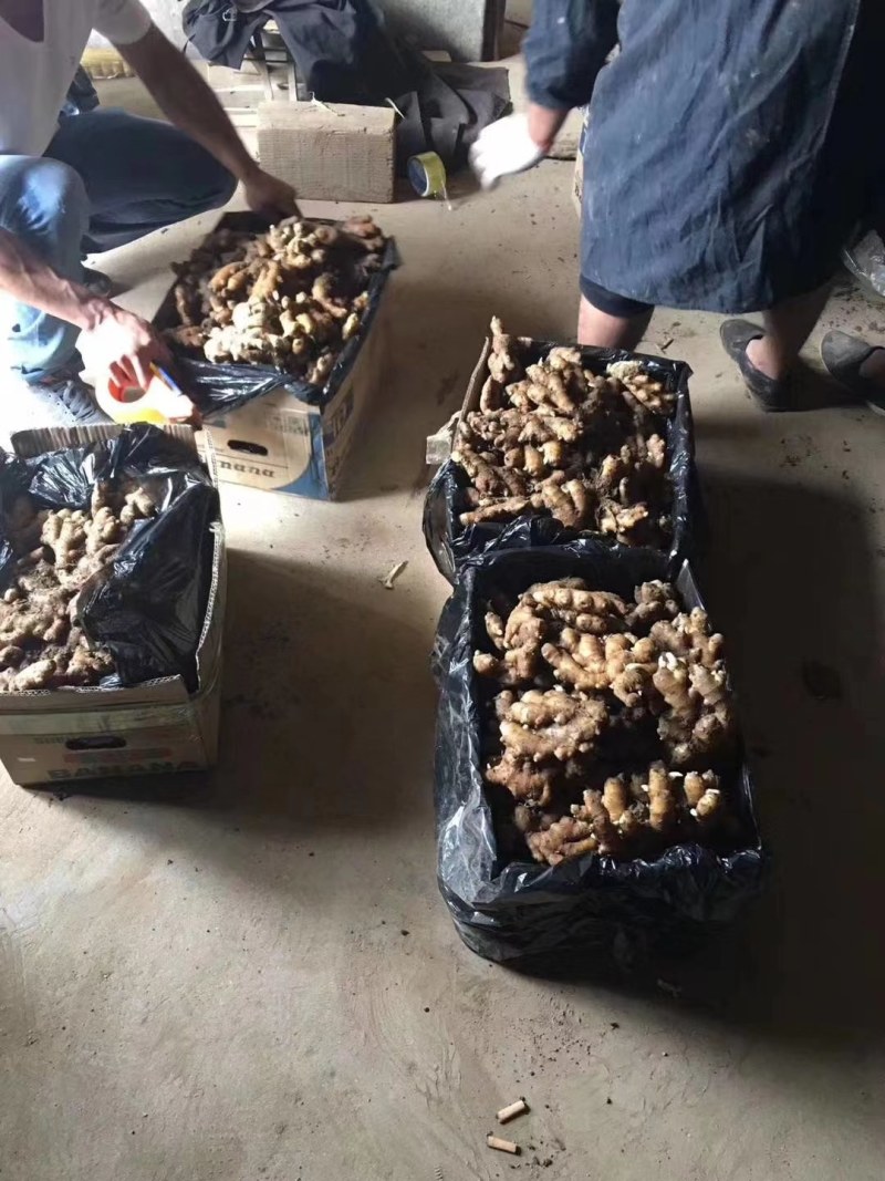 云南小黄姜产地批发坏烂包赔沙土姜水洗姜风干姜品类多