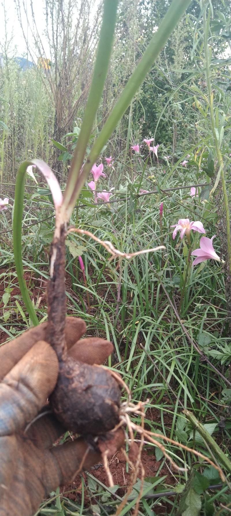 风雨兰、风雨花、韭兰、韭莲、不死草、下单现挖