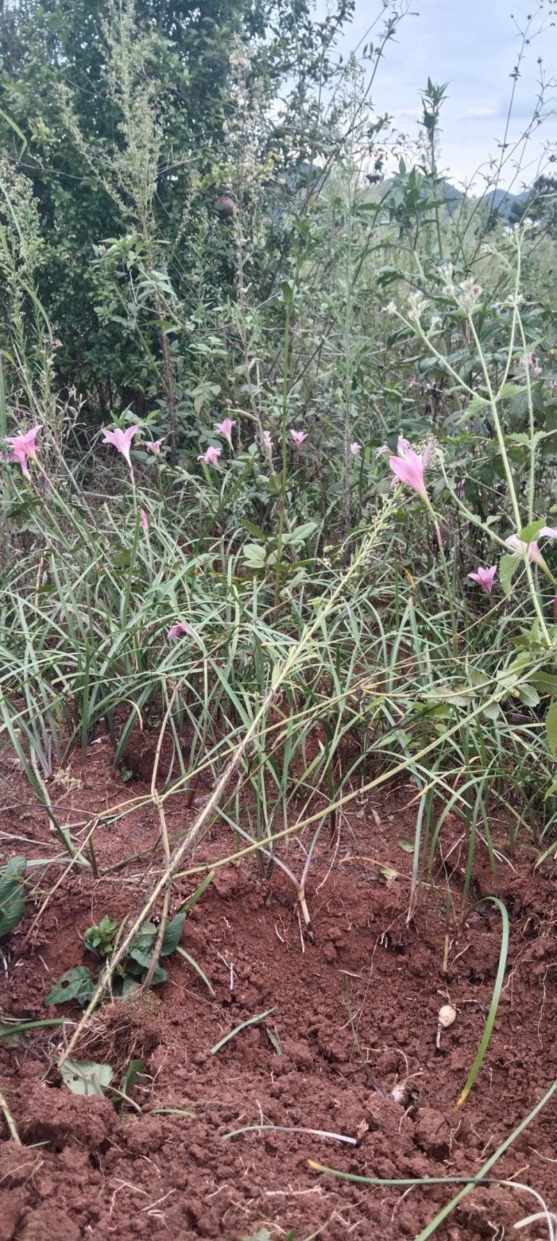 风雨兰、风雨花、韭兰、韭莲、不死草、下单现挖