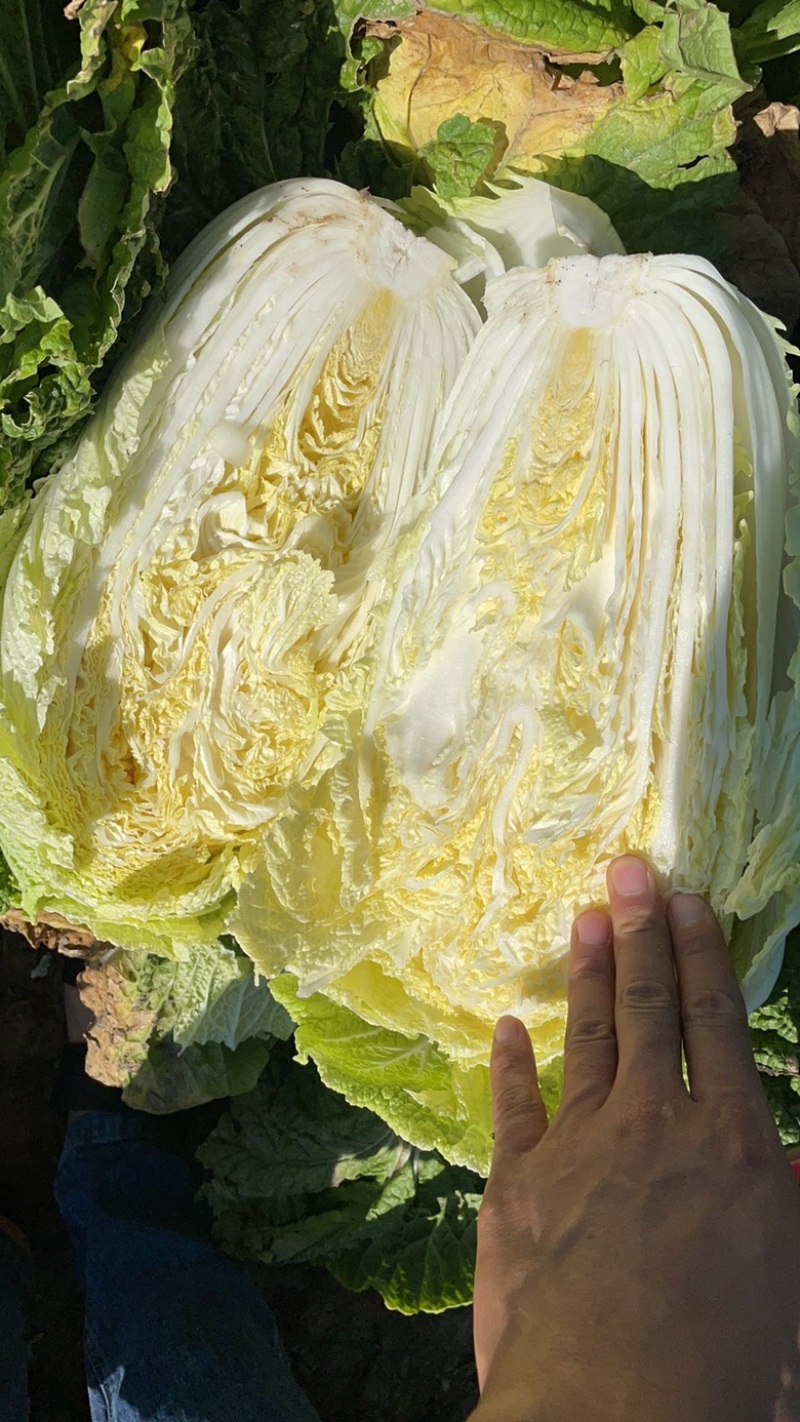 黄心大白菜需要的来