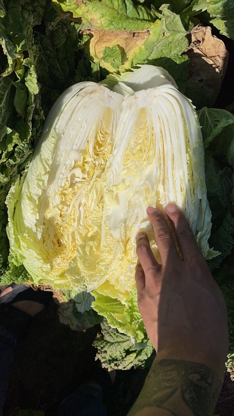 黄心大白菜需要的来