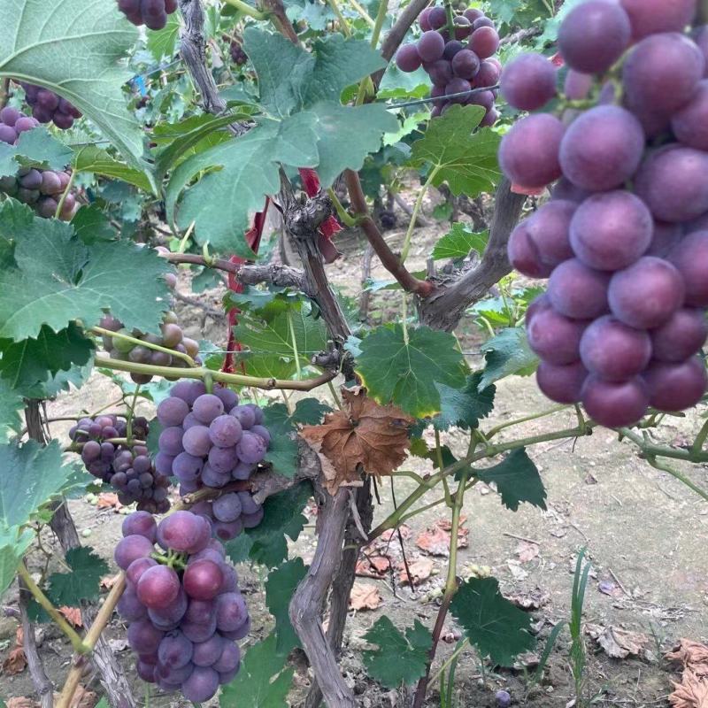 河北巨峰葡萄大量上市