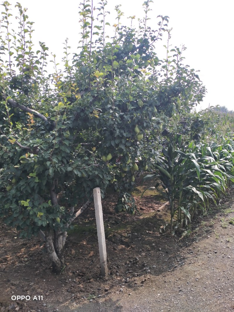 贵妃梨大量货源，质量好口感甜需要的在一亩田
