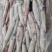 小火箭鱿鱼辣椒鱿鱼龙筒仔25gg鱿笔管鱼