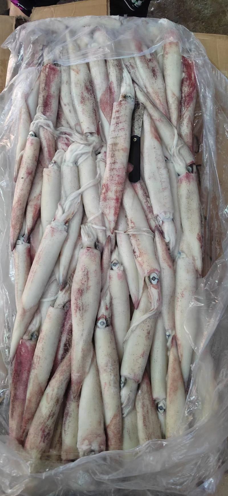 小火箭鱿鱼辣椒鱿鱼龙筒仔25gg鱿笔管鱼