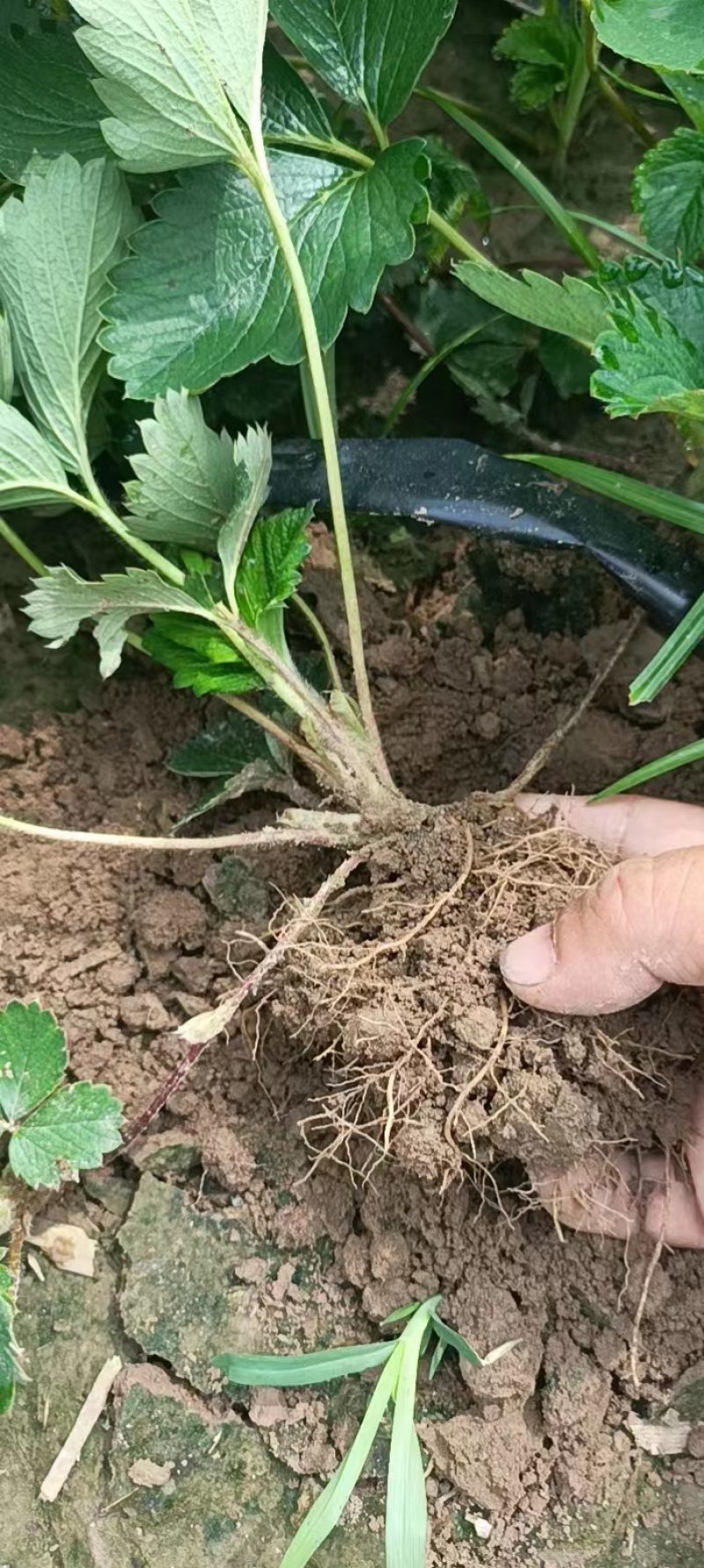 红颜草莓苗
