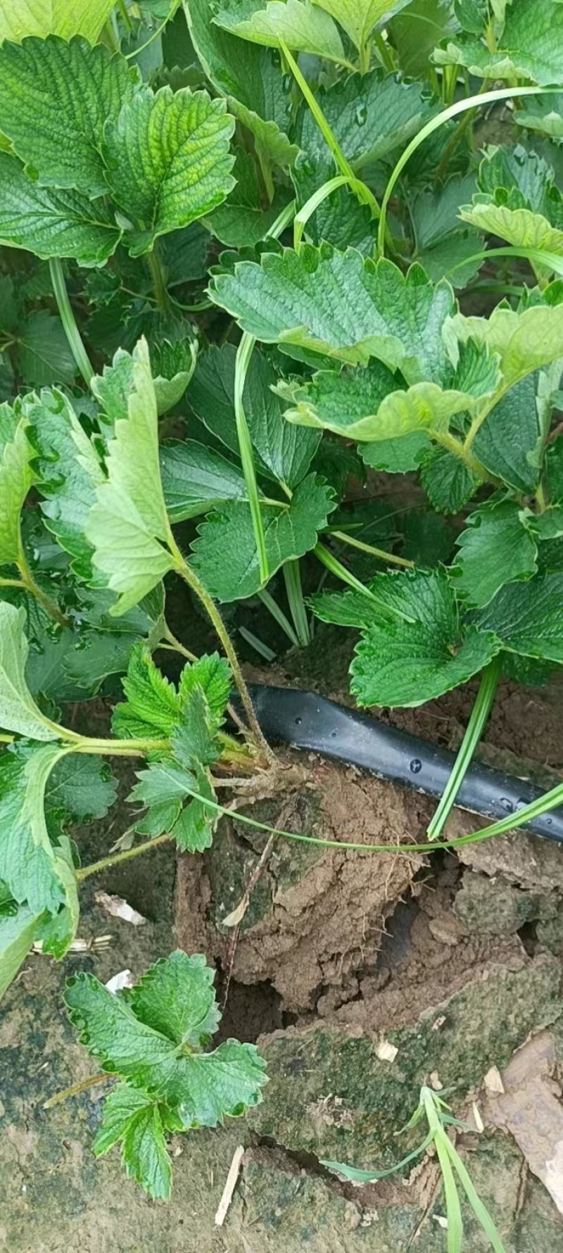 红颜草莓苗