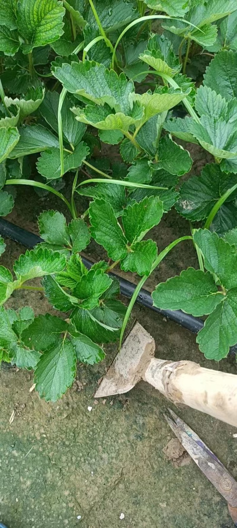 红颜草莓苗