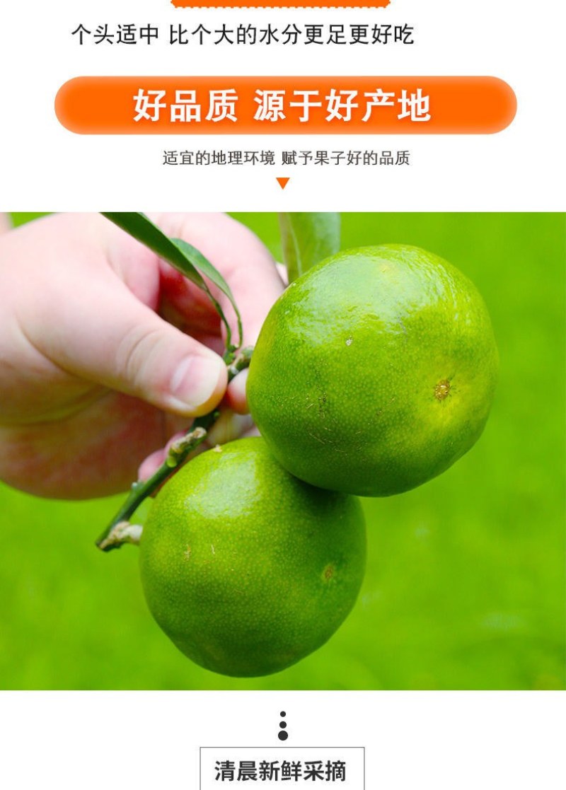 包邮【当天现摘】橘子水果新鲜薄皮无籽桔子酸甜蜜橘水果青皮