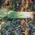 长白大葱。毛葱净葱大量有货