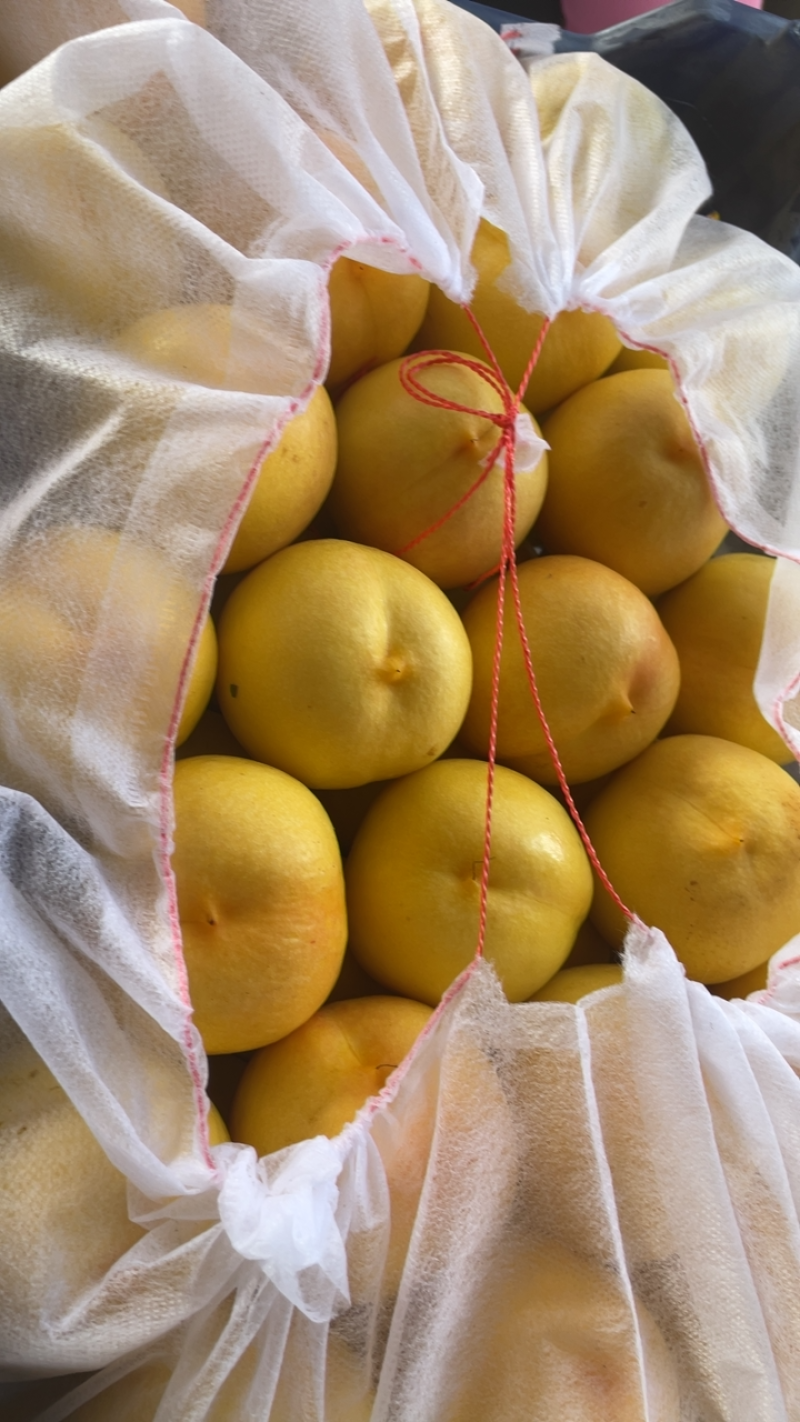 刚开始40万斤油桃黄菊油中油8黄吉油