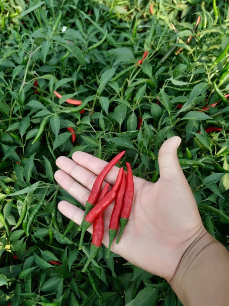 辣椒，朝天椒，润冠81朝天椒，辣辣的。红辣椒，干辣椒