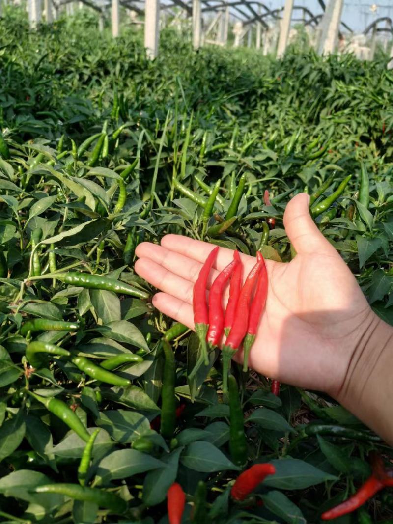 辣椒，朝天椒，润冠81朝天椒，辣辣的。红辣椒，干辣椒