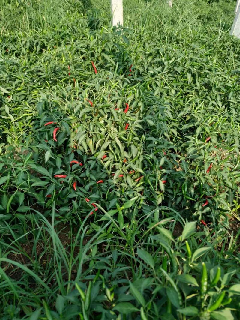 辣椒，朝天椒，润冠81朝天椒，辣辣的。红辣椒，干辣椒