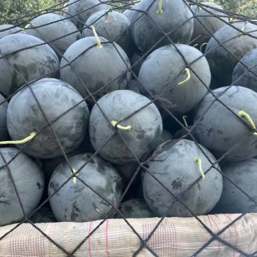 黑皮无籽，大量上市，包熟包甜，质量保证